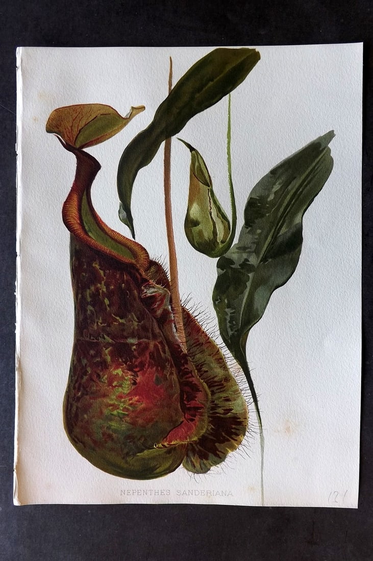 Moon, H. G. 1903 Folio Botanical Print. Nepenthes Sanderiana (1 of 1)