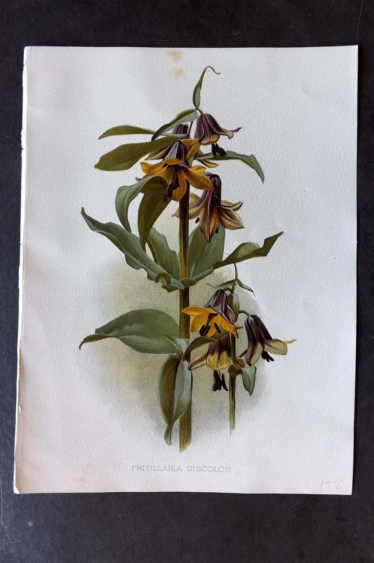 Moon, H. G. 1903 Folio Botanical Print. Fritillaria Discolor: Chromolithograph Published 1903-05, London for "Flora and Sylva" Illustrated by H. G. Moon. Paper Size: 12 x 9 inch (30 x 23cm) Very minor margin toning. Good Condition