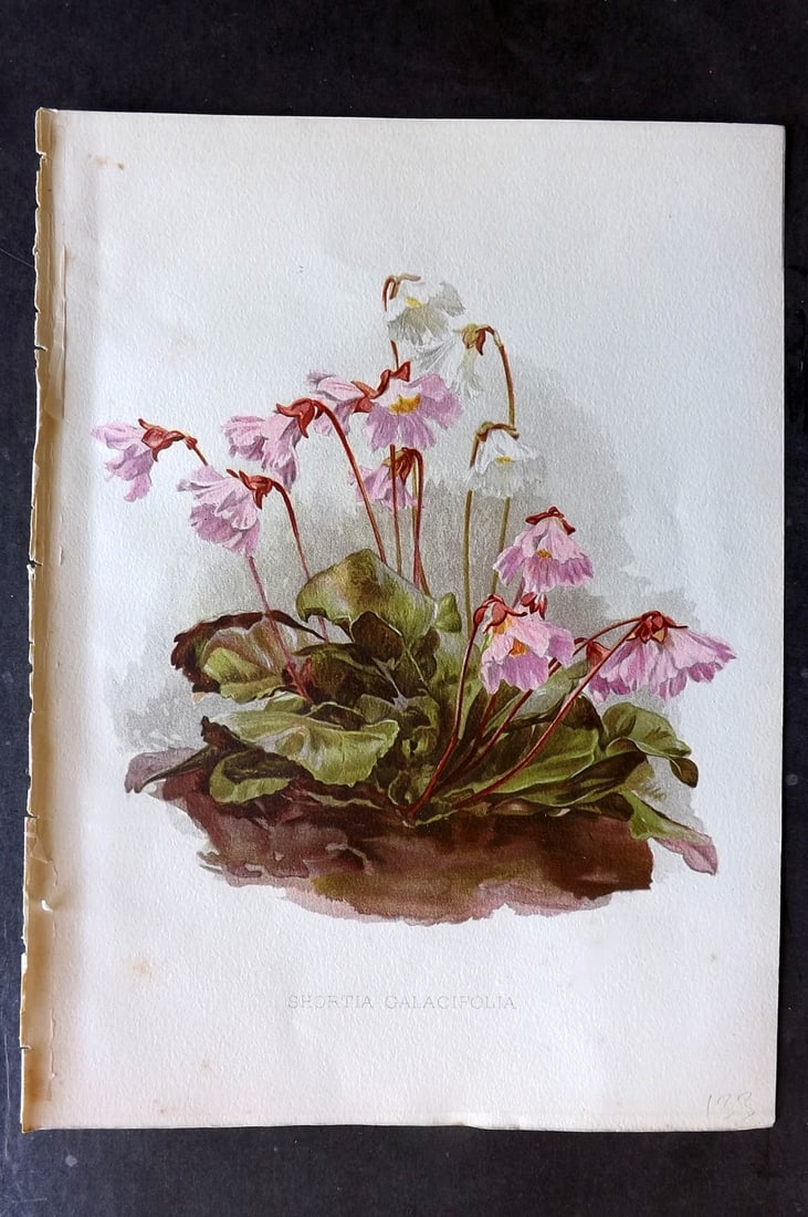 Moon, H. G. 1903 Folio Botanical Print. Shortia Galacifolia: Chromolithograph Published 1903-05, London for "Flora and Sylva" Illustrated by H. G. Moon. Paper Size: 12 x 9 inch (30 x 23cm) Very minor margin toning. Good Condition
