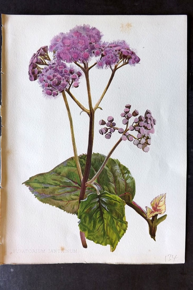 Moon, H. G. 1903 Folio Botanical Print. Eupatorium Ianthinum: Chromolithograph Published 1903-05, London for "Flora and Sylva" Illustrated by H. G. Moon. Paper Size: 12 x 9 inch (30 x 23cm) Very minor margin toning. Good Condition