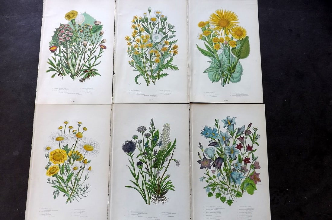 Pratt, Anne 1899 Lot of 6 Antique Botanical Prints: Chromolithograph Published 1899-1905, London for "The Flowering Plants and Ferns of Great Britain" by Anne Pratt. Paper Size: 9.5 x 6 inch (24 x 16cm) Good Condition