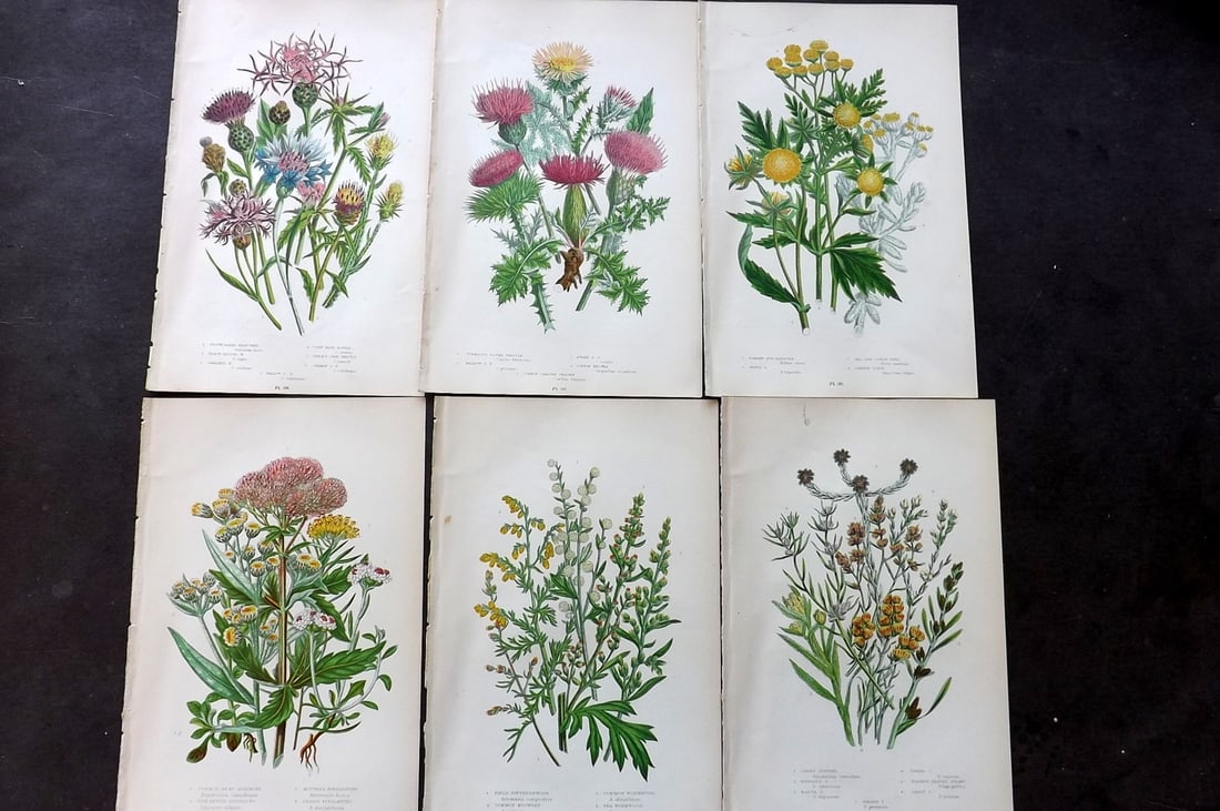 Pratt, Anne 1899 Lot of 6 Antique Botanical Prints: Chromolithograph Published 1899-1905, London for "The Flowering Plants and Ferns of Great Britain" by Anne Pratt. Paper Size: 9.5 x 6 inch (24 x 16cm) Good Condition