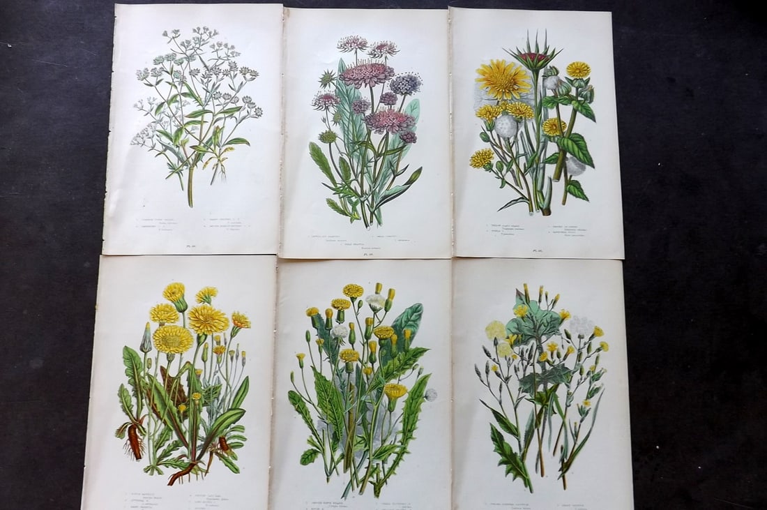 Pratt, Anne 1899 Lot of 6 Antique Botanical Prints: Chromolithograph Published 1899-1905, London for "The Flowering Plants and Ferns of Great Britain" by Anne Pratt. Paper Size: 9.5 x 6 inch (24 x 16cm) Good Condition
