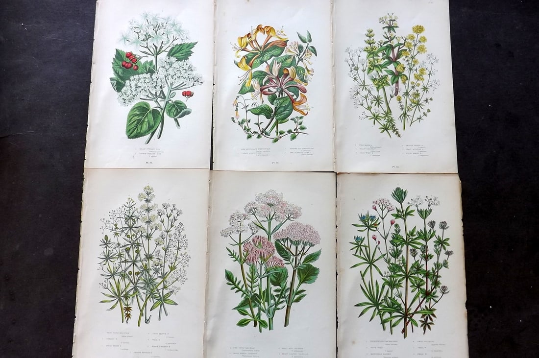 Pratt, Anne 1899 Lot of 6 Antique Botanical Prints: Chromolithograph Published 1899-1905, London for "The Flowering Plants and Ferns of Great Britain" by Anne Pratt. Paper Size: 9.5 x 6 inch (24 x 16cm) Good Condition