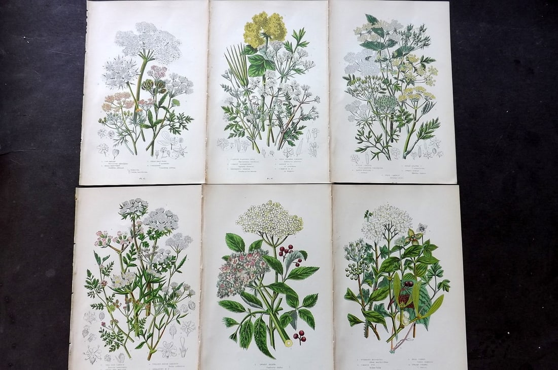 Pratt, Anne 1899 Lot of 6 Antique Botanical Prints: Chromolithograph Published 1899-1905, London for "The Flowering Plants and Ferns of Great Britain" by Anne Pratt. Paper Size: 9.5 x 6 inch (24 x 16cm) Good Condition