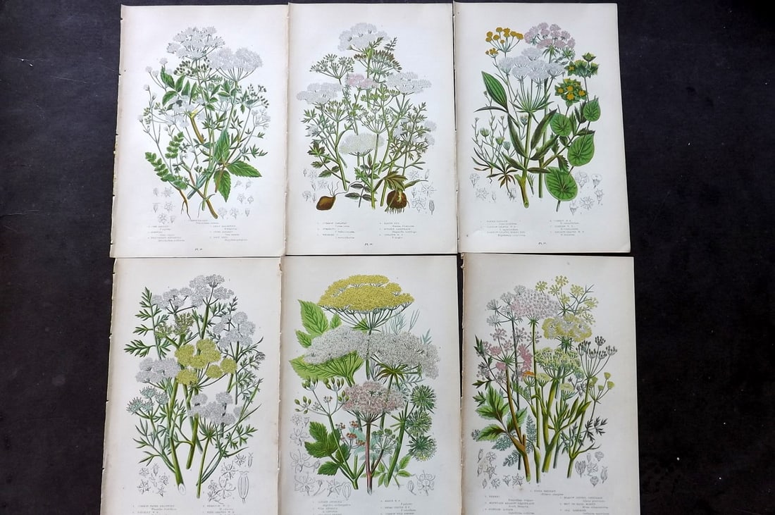 Pratt, Anne 1899 Lot of 6 Antique Botanical Prints: Chromolithograph Published 1899-1905, London for "The Flowering Plants and Ferns of Great Britain" by Anne Pratt. Paper Size: 9.5 x 6 inch (24 x 16cm) Good Condition