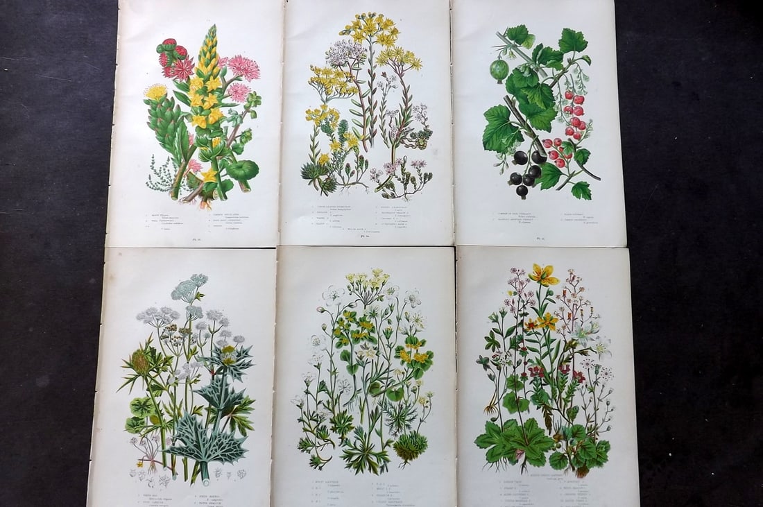 Pratt, Anne 1899 Lot of 6 Antique Botanical Prints: Chromolithograph Published 1899-1905, London for "The Flowering Plants and Ferns of Great Britain" by Anne Pratt. Paper Size: 9.5 x 6 inch (24 x 16cm) Good Condition