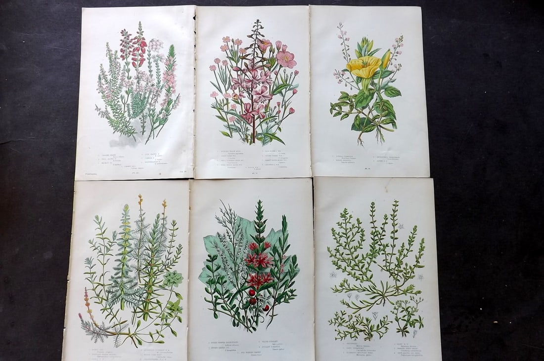 Pratt, Anne 1899 Lot of 6 Antique Botanical Prints: Chromolithograph Published 1899-1905, London for "The Flowering Plants and Ferns of Great Britain" by Anne Pratt. Paper Size: 9.5 x 6 inch (24 x 16cm) Good Condition