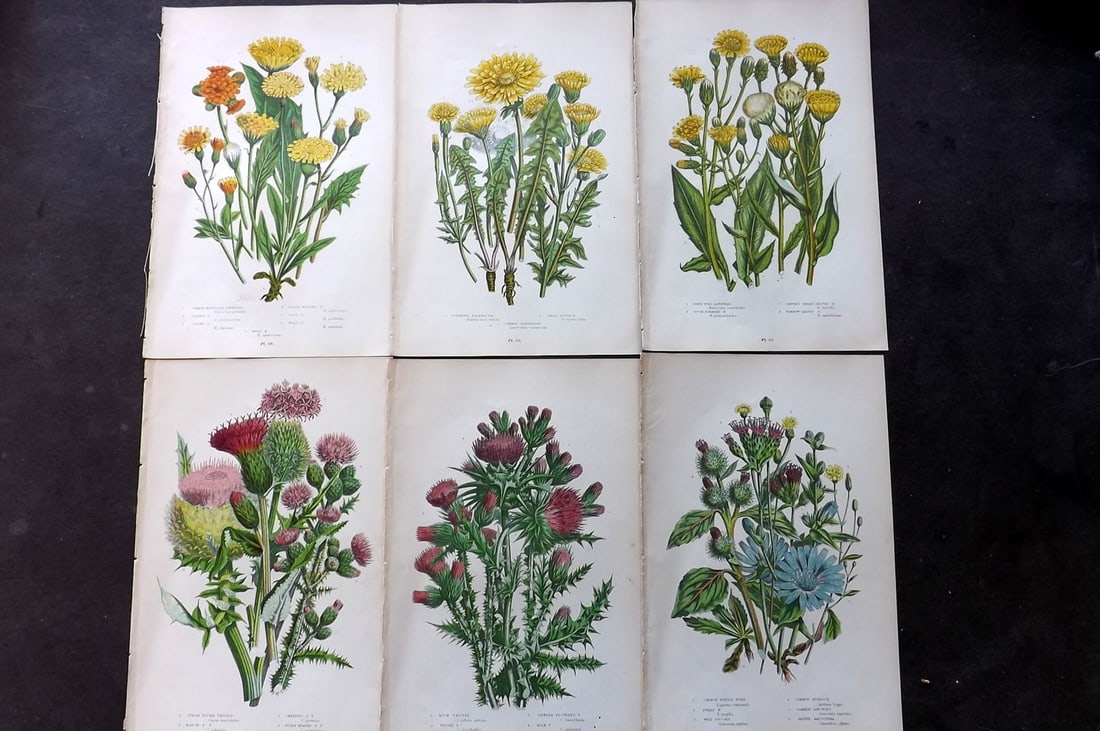 Pratt, Anne 1899 Lot of 6 Antique Botanical Prints: Chromolithograph Published 1899-1905, London for "The Flowering Plants and Ferns of Great Britain" by Anne Pratt. Paper Size: 9.5 x 6 inch (24 x 16cm) Good Condition
