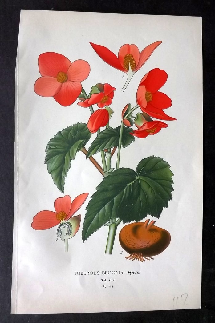 Step, Edward 1897 Botanical Print. Tuberous Begonia 115: Chromolithographs Published 1896-97 by Frederick Warne & Co., London for "Favourite Flowers of Garden and Greenhouse" by Edward Step and William Watson. Paper Size: 9.5 x 6 inch (24 x 15cm) Good Condi