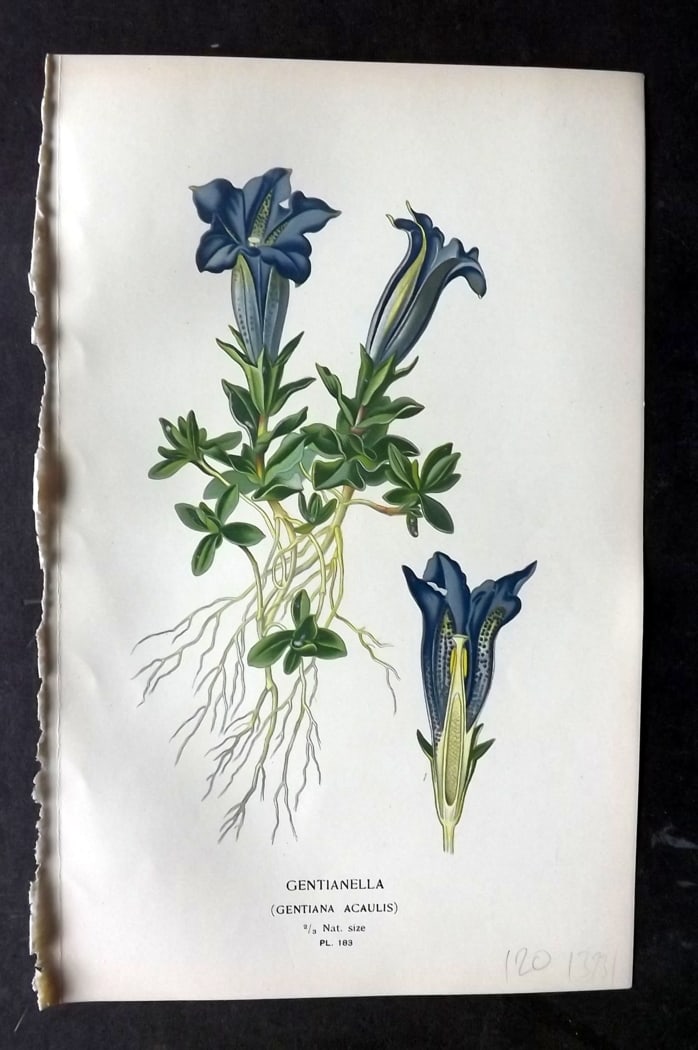 Step, Edward 1897 Botanical Print. Gentianella: Chromolithographs Published 1896-97 by Frederick Warne & Co., London for "Favourite Flowers of Garden and Greenhouse" by Edward Step and William Watson. Paper Size: 9.5 x 6 inch (24 x 15cm) Good Condi