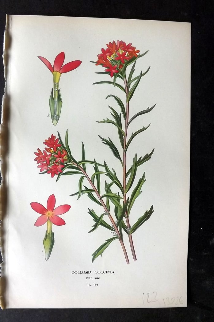 Step, Edward 1897 Botanical Print. Collomia Coccinea 188: Chromolithographs Published 1896-97 by Frederick Warne & Co., London for "Favourite Flowers of Garden and Greenhouse" by Edward Step and William Watson. Paper Size: 9.5 x 6 inch (24 x 15cm) Good Condi