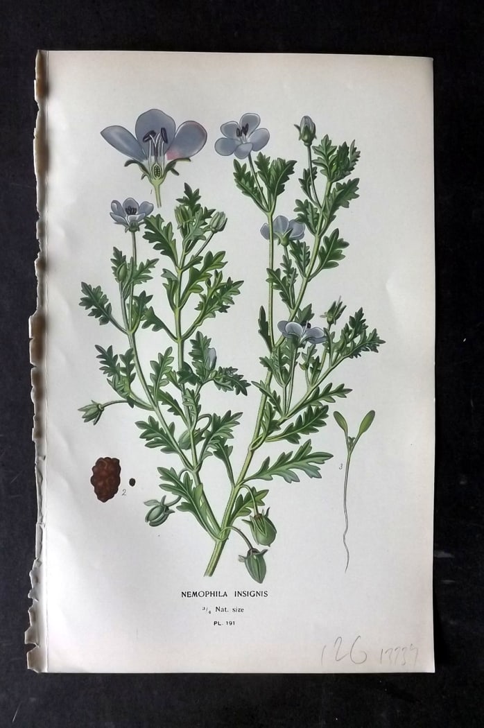 Step, Edward 1897 Botanical Print. Nemophila Insignis 191: Chromolithographs Published 1896-97 by Frederick Warne & Co., London for "Favourite Flowers of Garden and Greenhouse" by Edward Step and William Watson. Paper Size: 9.5 x 6 inch (24 x 15cm) Good Condi