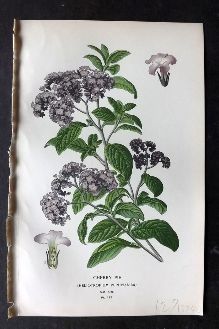 Step, Edward 1897 Botanical Print. Cherry Pie 192: Chromolithographs Published 1896-97 by Frederick Warne & Co., London for "Favourite Flowers of Garden and Greenhouse" by Edward Step and William Watson. Paper Size: 9.5 x 6 inch (24 x 15cm) Good Condi