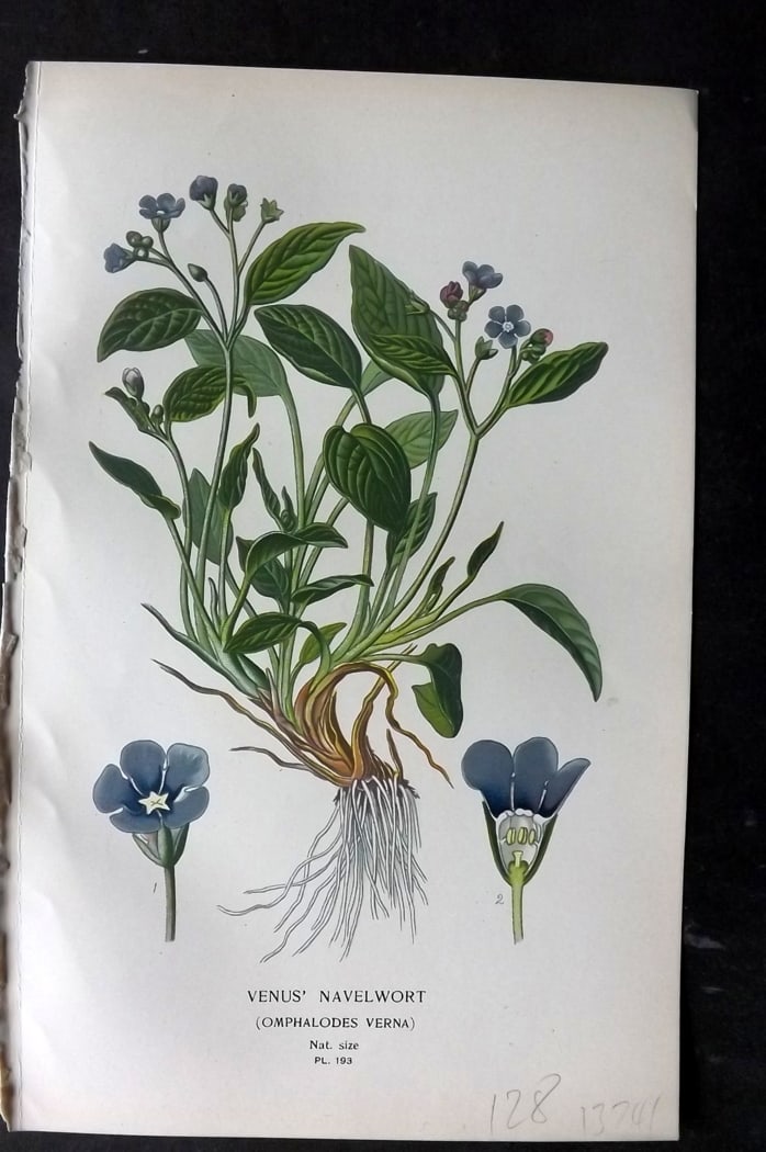 Step, Edward 1897 Botanical Print. Venus' Navelwort 193: Chromolithographs Published 1896-97 by Frederick Warne & Co., London for "Favourite Flowers of Garden and Greenhouse" by Edward Step and William Watson. Paper Size: 9.5 x 6 inch (24 x 15cm) Good Condi
