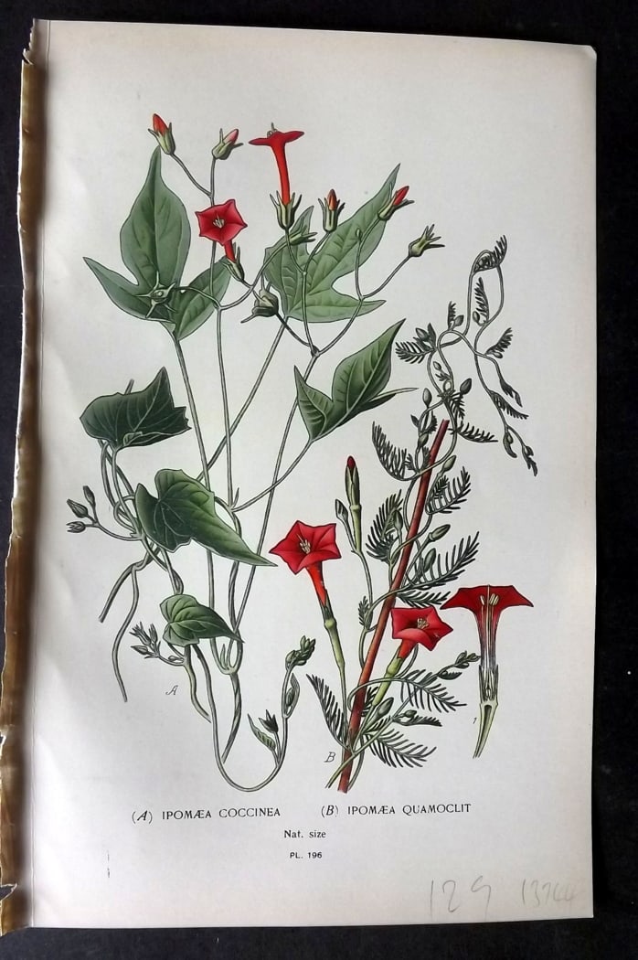 Step, Edward 1897 Botanical Print. Ipomaea Coccinea & Quamoclit 196: Chromolithographs Published 1896-97 by Frederick Warne & Co., London for "Favourite Flowers of Garden and Greenhouse" by Edward Step and William Watson. Paper Size: 9.5 x 6 inch (24 x 15cm) Good Condi