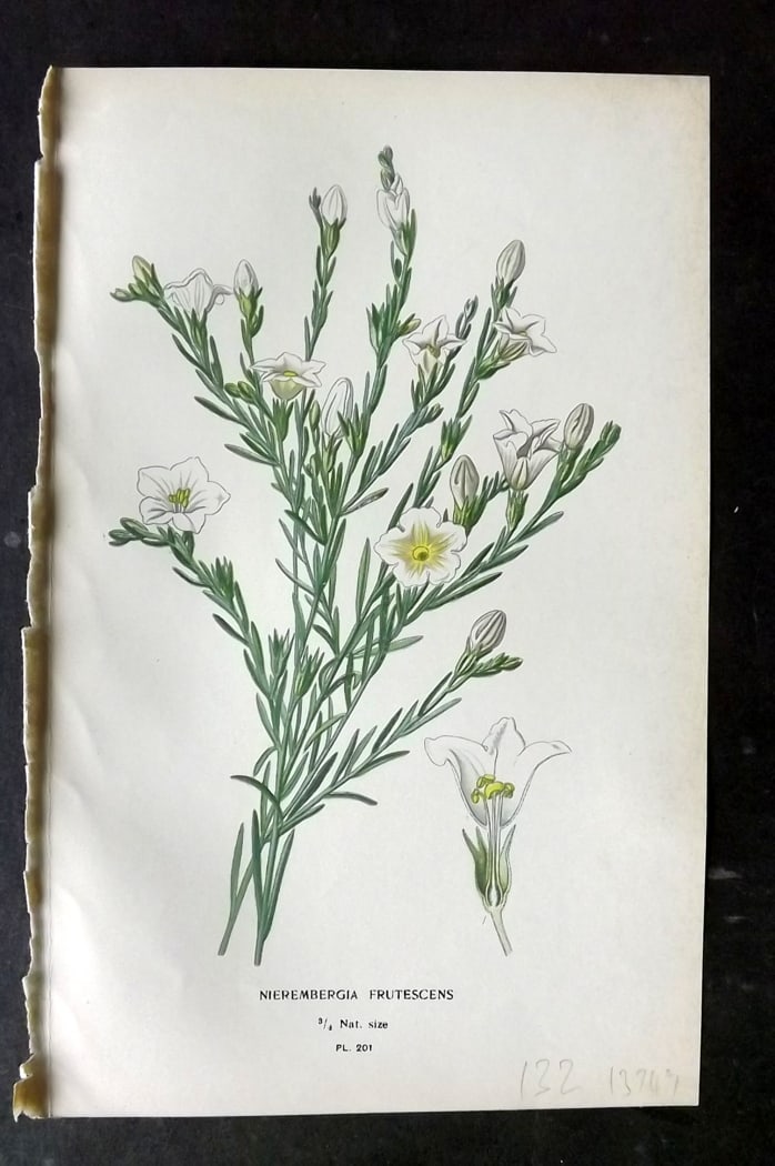 Step, Edward 1897 Botanical Print. Nierembergia Frutescens 201: Chromolithographs Published 1896-97 by Frederick Warne & Co., London for "Favourite Flowers of Garden and Greenhouse" by Edward Step and William Watson. Paper Size: 9.5 x 6 inch (24 x 15cm) Good Condi