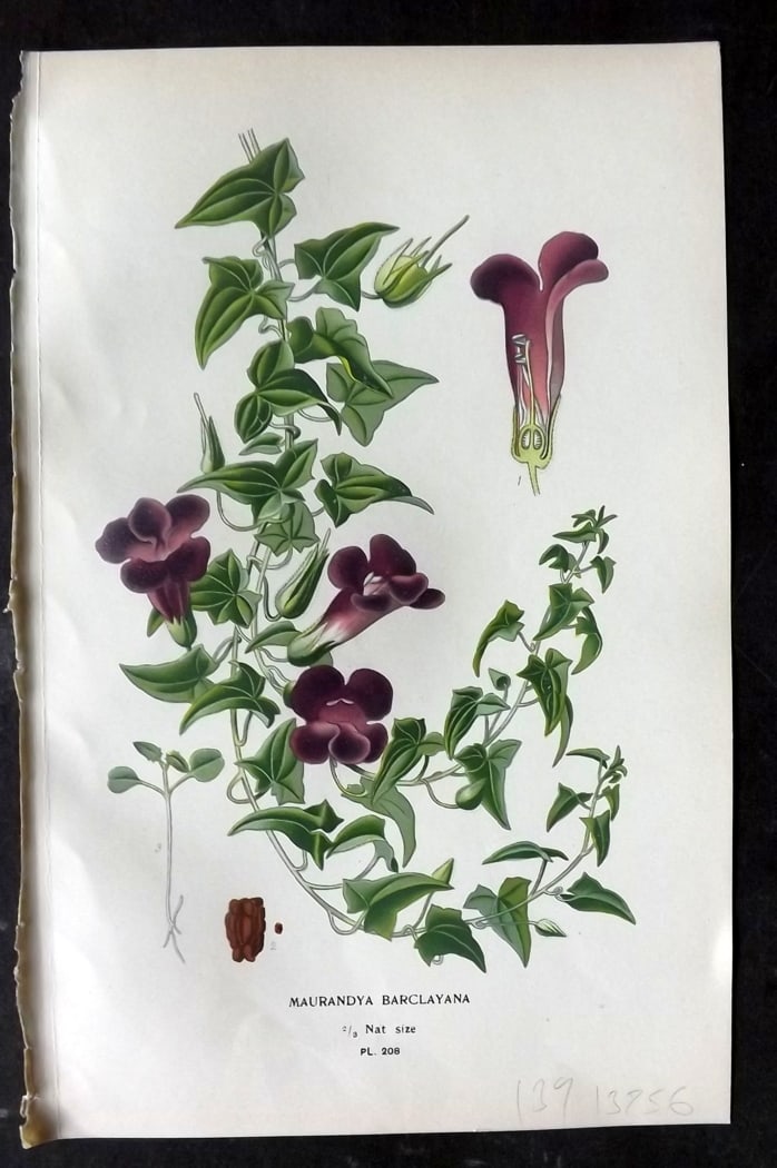 Step, Edward 1897 Botanical Print. Maurandya Barclayana 208: Chromolithographs Published 1896-97 by Frederick Warne & Co., London for "Favourite Flowers of Garden and Greenhouse" by Edward Step and William Watson. Paper Size: 9.5 x 6 inch (24 x 15cm) Good Condi