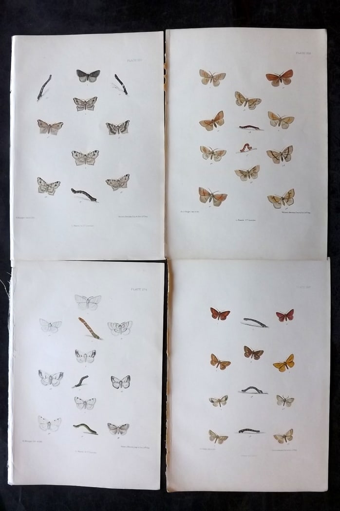 Barrett, Charles 1899 Lot of 4 Hand Col Moth Prints: Hand Colored Lithographs Published 1899, London for "The Lepidoptera of the British Islands" by Charles Barrett. With accompanying descriptive text. Paper Size: 9.5 x 7 inch (25 x 17cm) Very minor bac