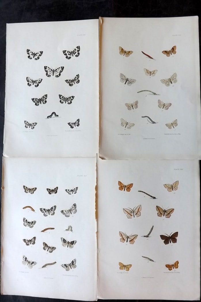 Barrett, Charles 1899 Lot of 4 Hand Col Moth Prints: Hand Colored Lithographs Published 1899, London for "The Lepidoptera of the British Islands" by Charles Barrett. With accompanying descriptive text. Paper Size: 9.5 x 7 inch (25 x 17cm) Very minor bac