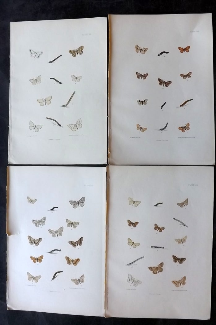 Barrett, Charles 1899 Lot of 4 Hand Col Moth Prints: Hand Colored Lithographs Published 1899, London for "The Lepidoptera of the British Islands" by Charles Barrett. With accompanying descriptive text. Paper Size: 9.5 x 7 inch (25 x 17cm) Very minor bac