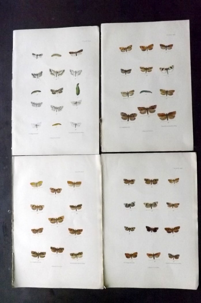 Barrett, Charles 1899 Lot of 4 Hand Col Moth Prints: Hand Colored Lithographs Published 1899, London for "The Lepidoptera of the British Islands" by Charles Barrett. With accompanying descriptive text. Paper Size: 9.5 x 7 inch (25 x 17cm) Very minor bac