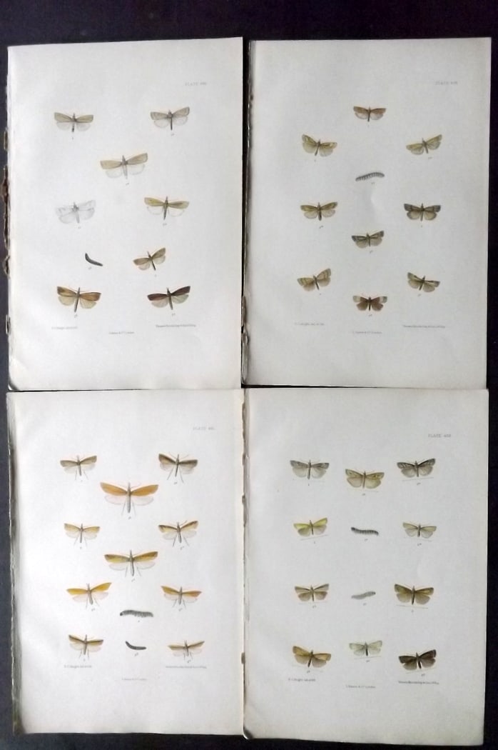 Barrett, Charles 1899 Lot of 4 Hand Col Moth Prints: Hand Colored Lithographs Published 1899, London for "The Lepidoptera of the British Islands" by Charles Barrett. With accompanying descriptive text. Paper Size: 9.5 x 7 inch (25 x 17cm) Very minor bac