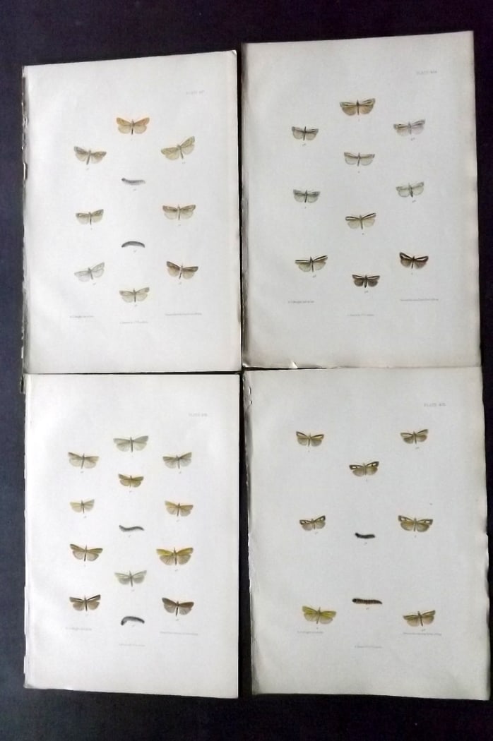 Barrett, Charles 1899 Lot of 4 Hand Col Moth Prints: Hand Colored Lithographs Published 1899, London for "The Lepidoptera of the British Islands" by Charles Barrett. With accompanying descriptive text. Paper Size: 9.5 x 7 inch (25 x 17cm) Very minor bac