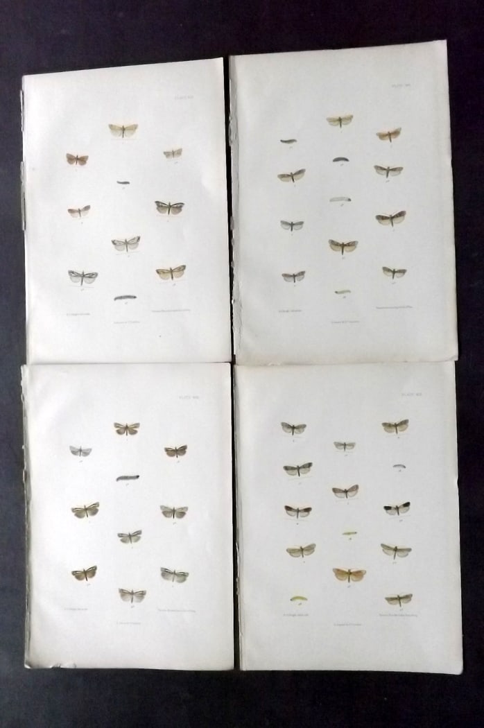 Barrett, Charles 1899 Lot of 4 Hand Col Moth Prints: Hand Colored Lithographs Published 1899, London for "The Lepidoptera of the British Islands" by Charles Barrett. With accompanying descriptive text. Paper Size: 9.5 x 7 inch (25 x 17cm) Very minor bac