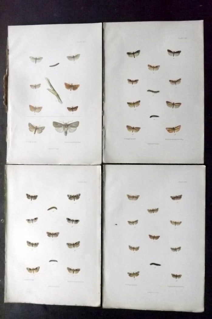 Barrett, Charles 1899 Lot of 4 Hand Col Moth Prints: Hand Colored Lithographs Published 1899, London for "The Lepidoptera of the British Islands" by Charles Barrett. With accompanying descriptive text. Paper Size: 9.5 x 7 inch (25 x 17cm) Very minor bac