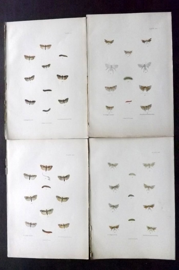 Barrett, Charles 1899 Lot of 4 Hand Col Moth Prints: Hand Colored Lithographs Published 1899, London for "The Lepidoptera of the British Islands" by Charles Barrett. With accompanying descriptive text. Paper Size: 9.5 x 7 inch (25 x 17cm) Very minor bac
