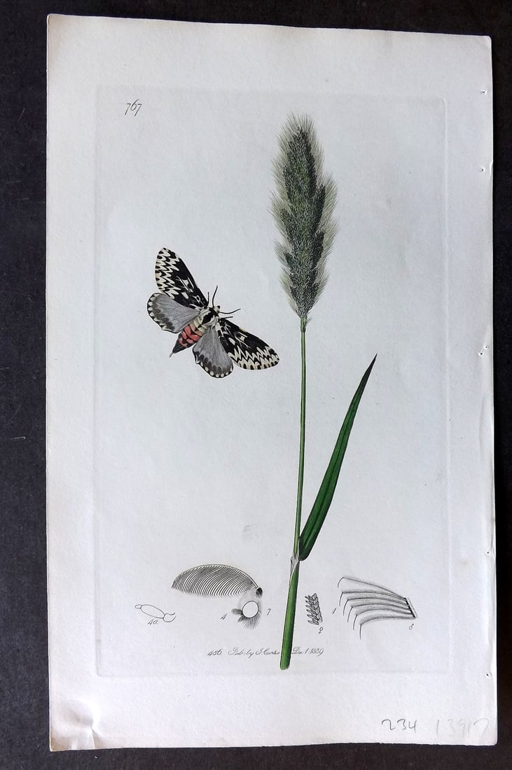 Curtis, William C1830 Hand Col Insect Botanical Print. The Black Arches Moth 767: Hand Colored Etching Published 1823-39, London for "British Entomology: Being Illustrations and Descriptions of the Genera of Insects found in Great Britain and Ireland" First Edition by John Curtis. 