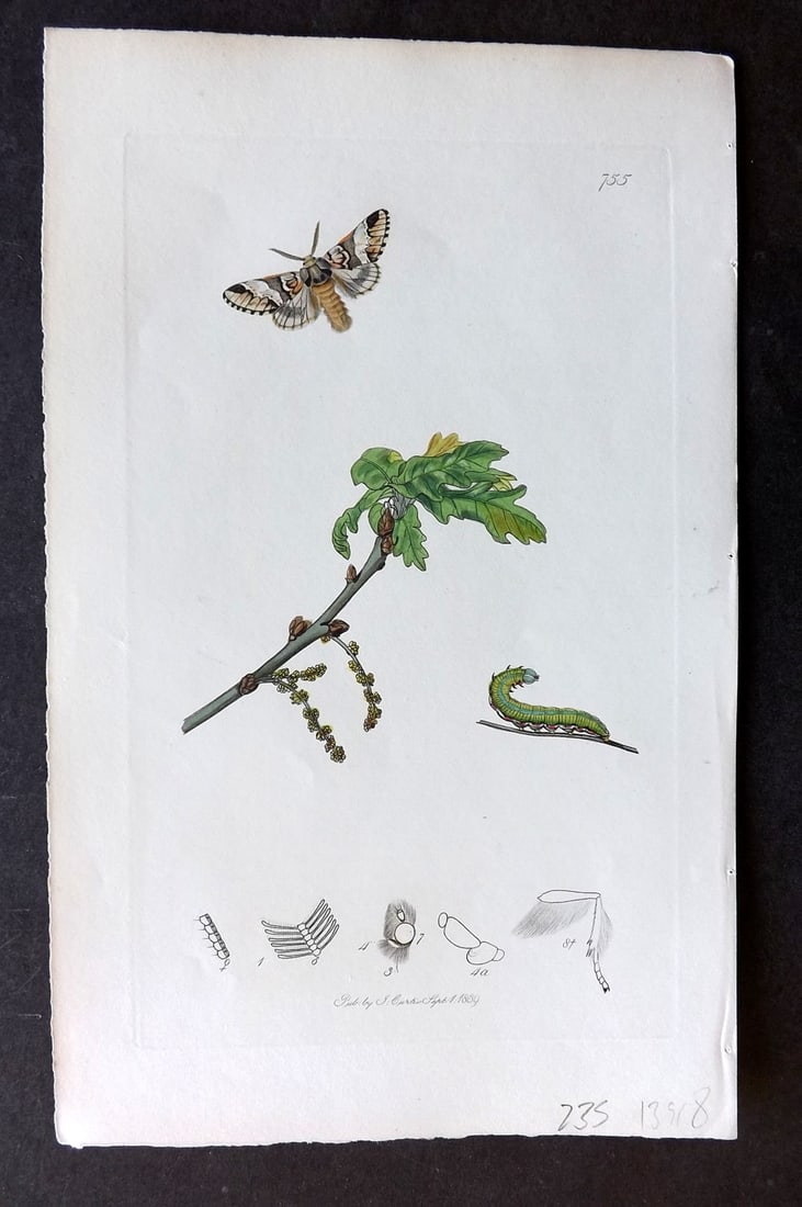 Curtis, William C1830 HC Insect Botanical Print Marble Brown or Kitten Likeness Moth 755 (1 of 1)