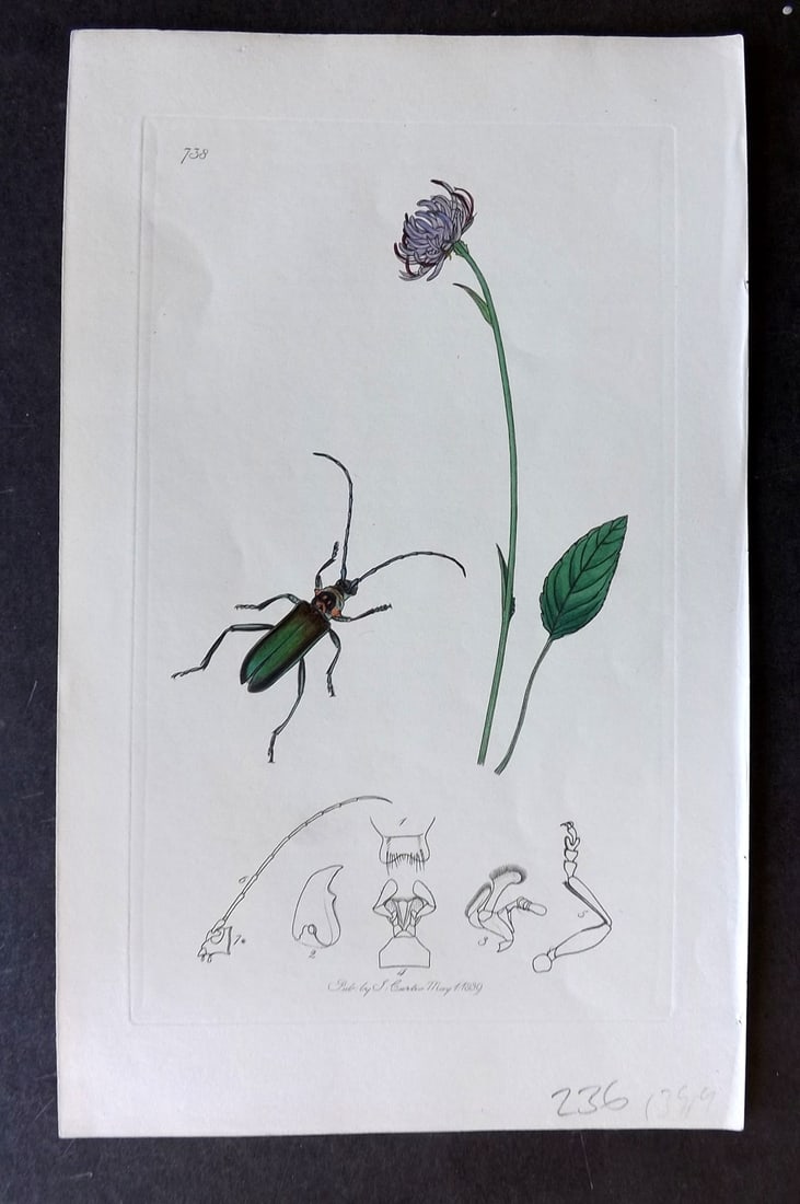 Curtis, William C1830 Hand Col Insect Botanical Print. Aromia Moschata 738: Hand Colored Etching Published 1823-39, London for "British Entomology: Being Illustrations and Descriptions of the Genera of Insects found in Great Britain and Ireland" First Edition by John Curtis. 