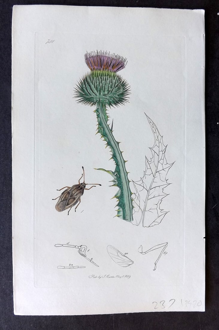 Curtis, William C1830 Hand Col Insect Botanical Print. Tingis Oxyacanthae 741: Hand Colored Etching Published 1823-39, London for "British Entomology: Being Illustrations and Descriptions of the Genera of Insects found in Great Britain and Ireland" First Edition by John Curtis. 