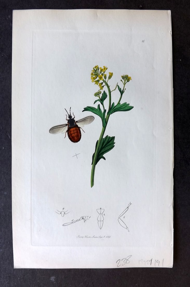 Curtis, William C1830 Hand Col Insect Botanical Print. Aneurus Laevis 86: Hand Colored Etching Published 1823-39, London for "British Entomology: Being Illustrations and Descriptions of the Genera of Insects found in Great Britain and Ireland" First Edition by John Curtis. 