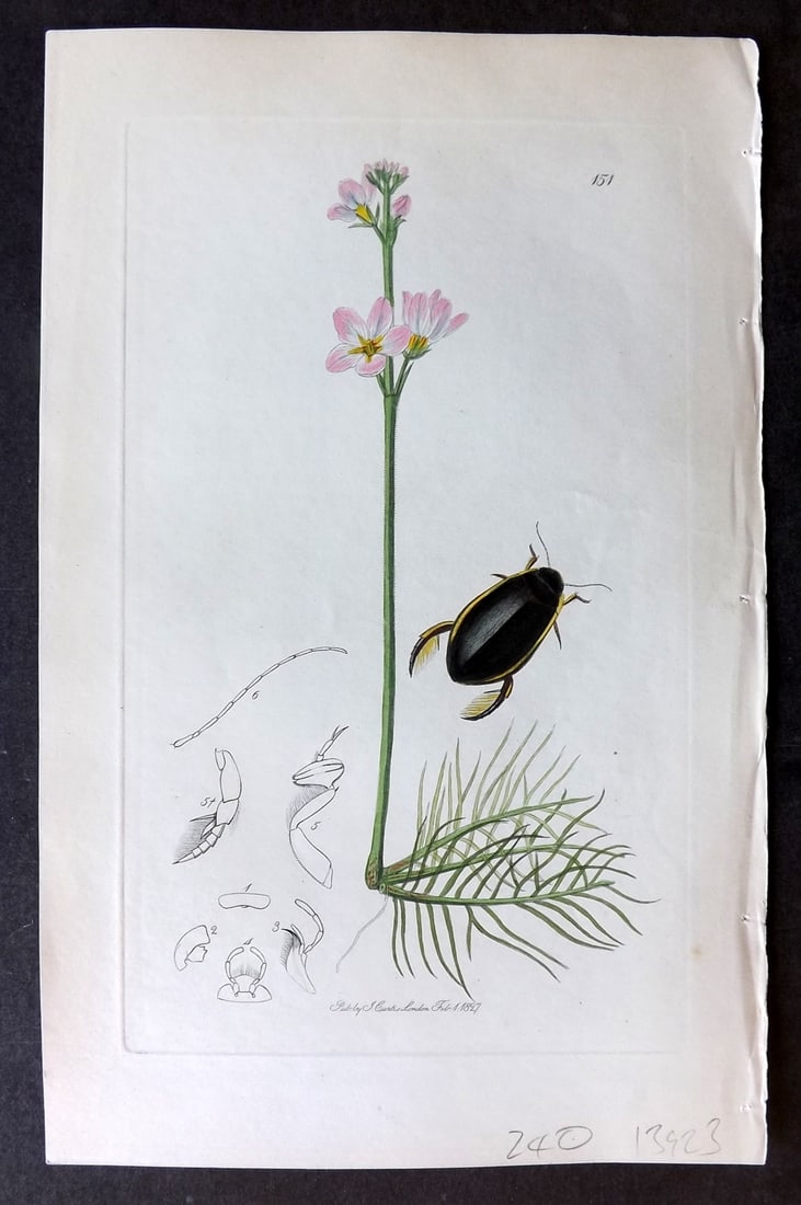 Curtis, William C1830 Hand Col Insect Botanical Print. Cybister Roeselii 151: Hand Colored Etching Published 1823-39, London for "British Entomology: Being Illustrations and Descriptions of the Genera of Insects found in Great Britain and Ireland" First Edition by John Curtis. 