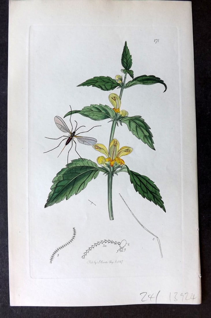 Curtis, William C1830 Hand Col Insect Botanical Print. Cecidomyia Verna 178: Hand Colored Etching Published 1823-39, London for "British Entomology: Being Illustrations and Descriptions of the Genera of Insects found in Great Britain and Ireland" First Edition by John Curtis. 