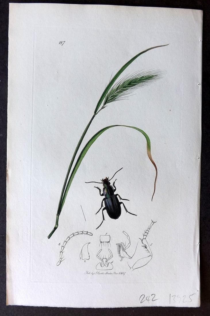 Curtis, William C1830 Hand Col Insect Botanical Print. Peocilus Lepidus 187: Hand Colored Etching Published 1823-39, London for "British Entomology: Being Illustrations and Descriptions of the Genera of Insects found in Great Britain and Ireland" First Edition by John Curtis. 