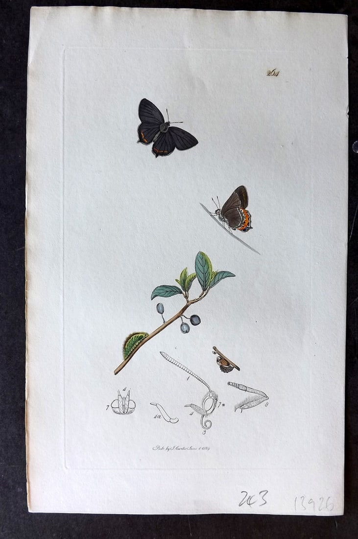 Curtis, William C1830 Hand Col Insect Botanical Print. Black Hair Streak 264: Hand Colored Etching Published 1823-39, London for "British Entomology: Being Illustrations and Descriptions of the Genera of Insects found in Great Britain and Ireland" First Edition by John Curtis. 