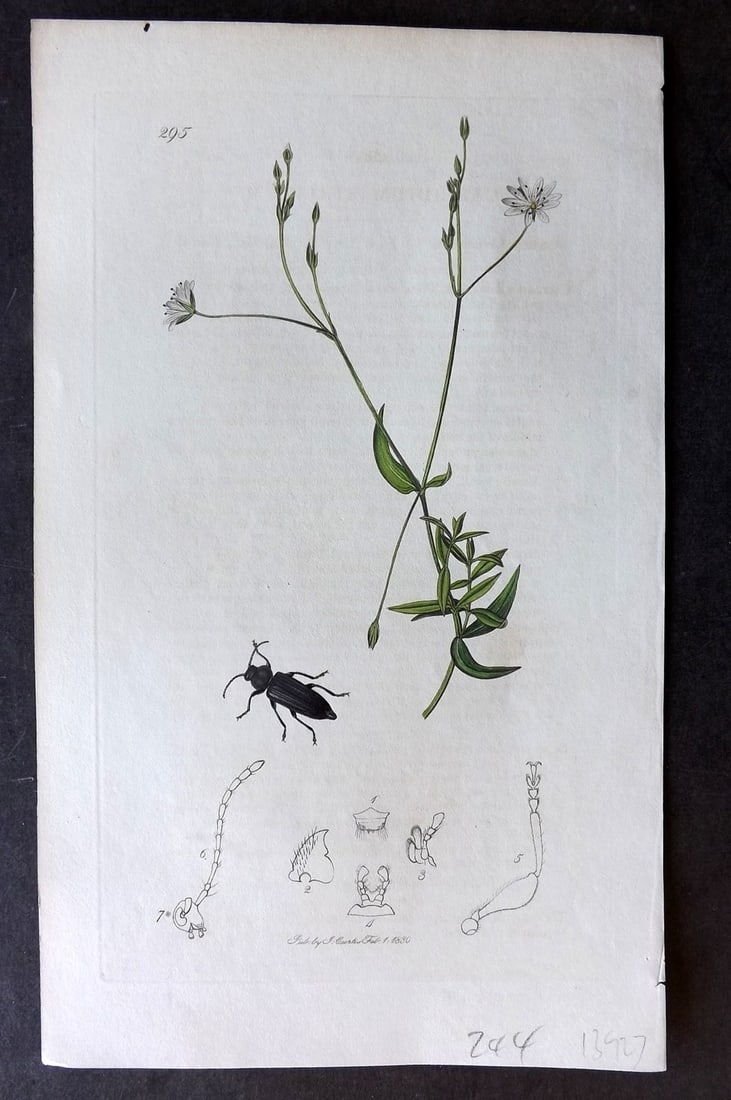 Curtis, William C1830 Hand Col Insect Botanical Print. Callidium Striatum 295: Hand Colored Etching Published 1823-39, London for "British Entomology: Being Illustrations and Descriptions of the Genera of Insects found in Great Britain and Ireland" First Edition by John Curtis. 