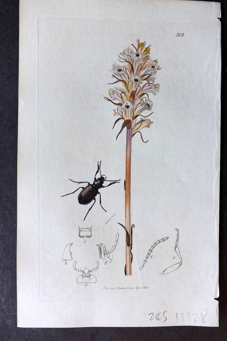 Curtis, William C1830 Hand Col Insect Botanical Print. Pelophila Borealis 302: Hand Colored Etching Published 1823-39, London for "British Entomology: Being Illustrations and Descriptions of the Genera of Insects found in Great Britain and Ireland" First Edition by John Curtis. 