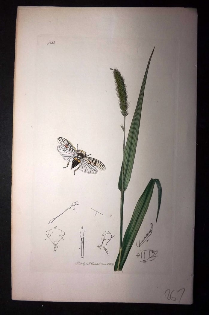 Curtis, John 1838 Hand Col Insect Botanical Print. Idiocerus Maculipennis 733: Hand Colored Etching Published 1823-39, London for "British Entomology: Being Illustrations and Descriptions of the Genera of Insects found in Great Britain and Ireland" First Edition by John Curtis. 