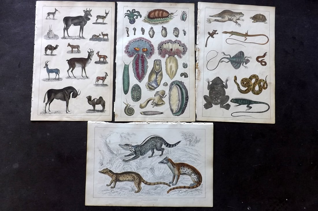 Goldsmith 1847 Lot of 4 Hand Col Natural History Prints: Hand Colored Etching/Engraving Published 1847 by A. Fullarton & Co., London for "A History of the Earth and Animated Nature" by Oliver Goldsmith. Paper Size: 10 x 6 inch (25 x 16cm) Minor toning, Good