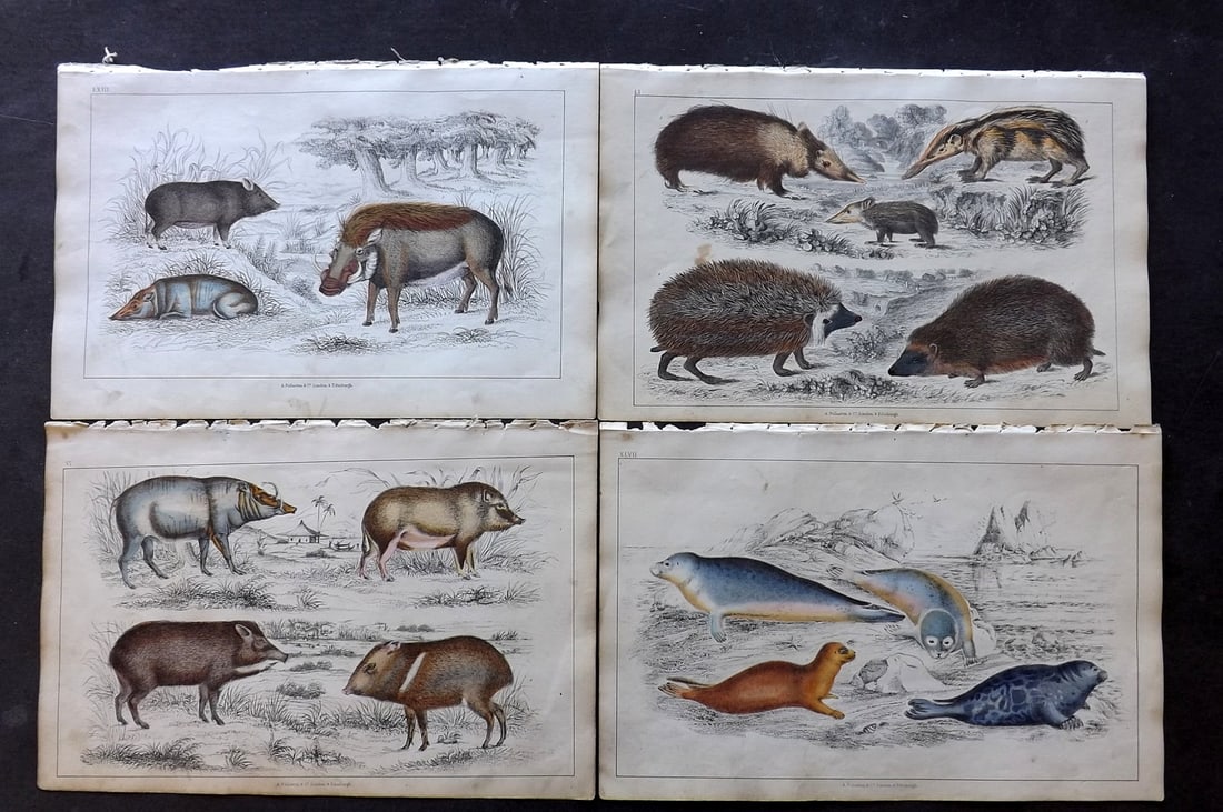 Goldsmith 1847 Lot of 4 Hand Col Natural History Prints: Hand Colored Etching/Engraving Published 1847 by A. Fullarton & Co., London for "A History of the Earth and Animated Nature" by Oliver Goldsmith. Paper Size: 10 x 6 inch (25 x 16cm) Minor toning, Good