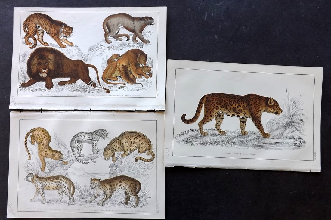 Goldsmith C1850 Lot of 3 Hand Col Prints. Big Cats, Lion, Tiger: Hand Colored Etching/Engraving Published C1850 by A. Fullarton & Co., London for "A History of the Earth and Animated Nature" by Oliver Goldsmith. Paper Size: 10 x 6 inch (25 x 16cm) Good Condition