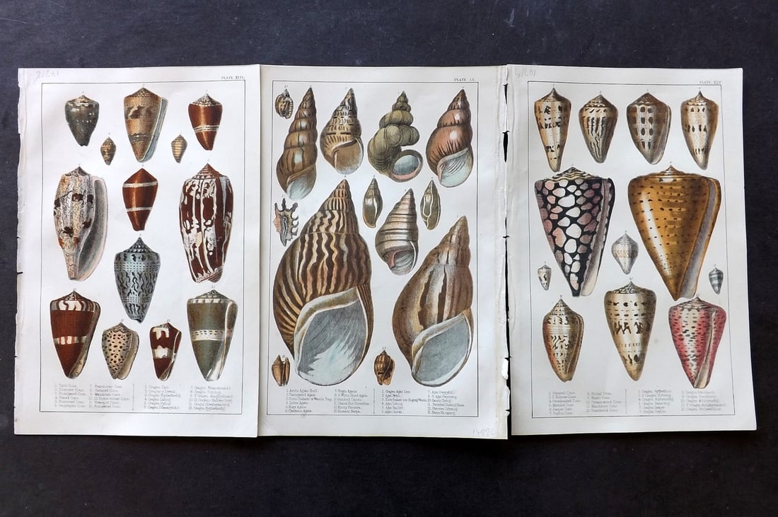 Goldsmith C1850 Lot of 3 Hand Col Prints. Shells (1 of 2)