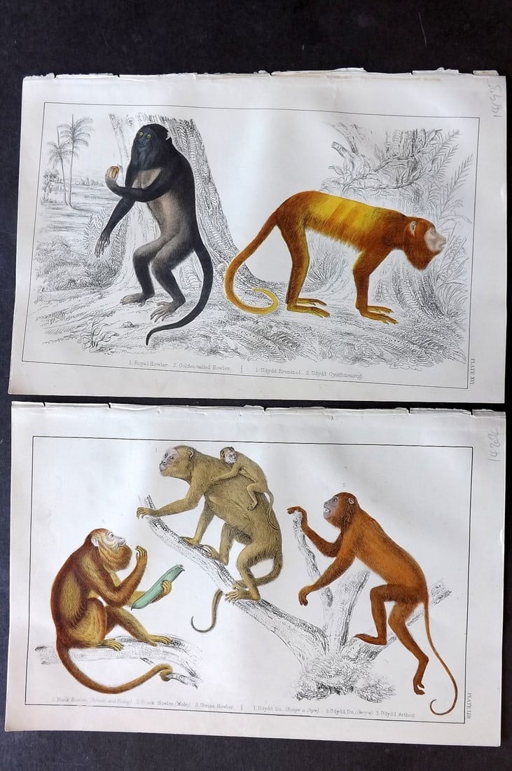 Goldsmith C1850 Pair of Hand Col Prints. Monkeys (1 of 2)