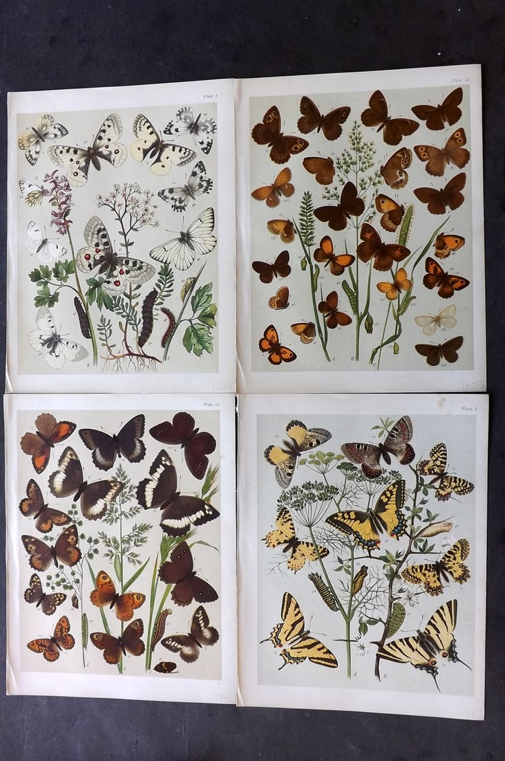 Kirby, William 1903 Lot of 4 Antique Butterfly Prints: Chromolithograph Published 1903, London for "The Butterflies and Moths of Europe" by W. F. Kirby. With accompanying descriptive text sheet. Paper Size: 10.5 x 8 inch (27 x 20cm) Good Condition
