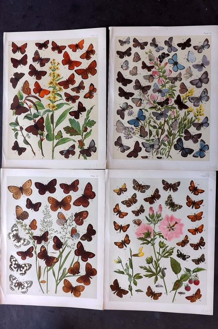Kirby, William 1903 Lot of 4 Antique Butterfly Prints: Chromolithograph Published 1903, London for "The Butterflies and Moths of Europe" by W. F. Kirby. With accompanying descriptive text sheet. Paper Size: 10.5 x 8 inch (27 x 20cm) Good Condition